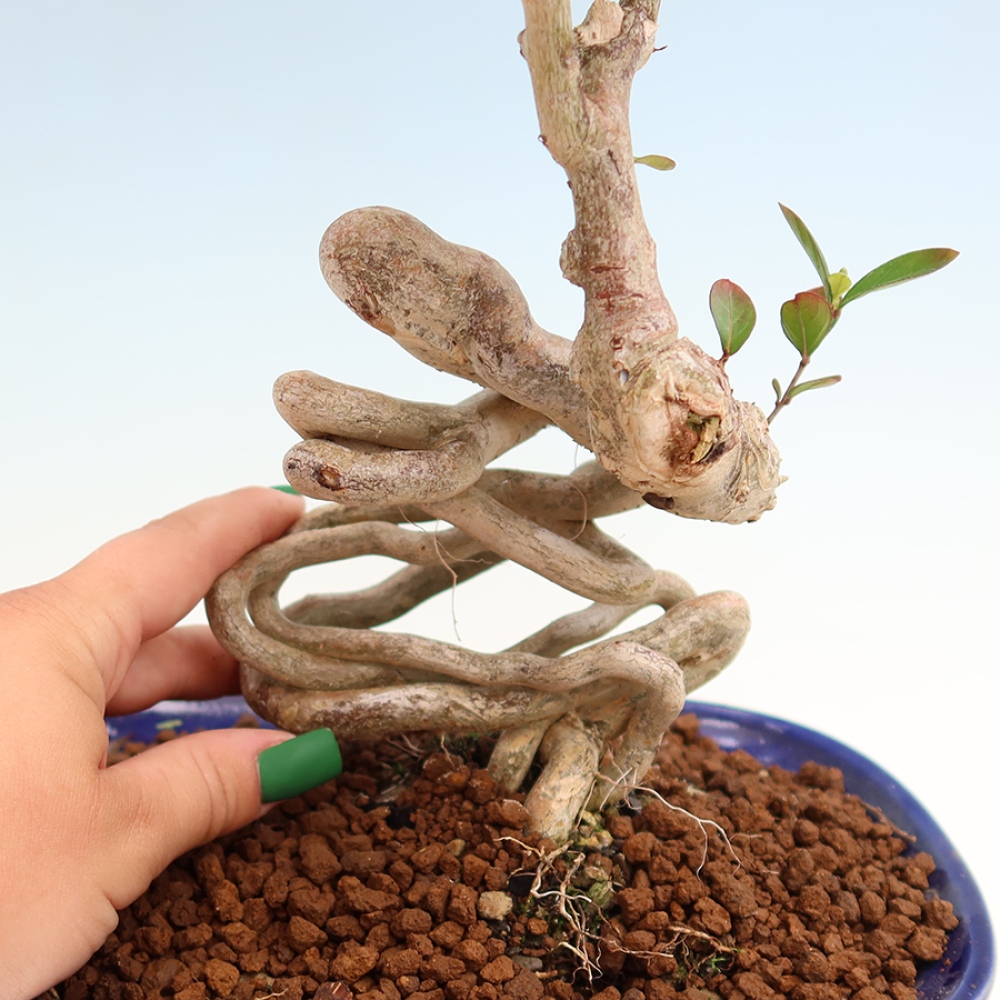 Indoor Bonsai - Lagerstroemia indica - Indian Lilac