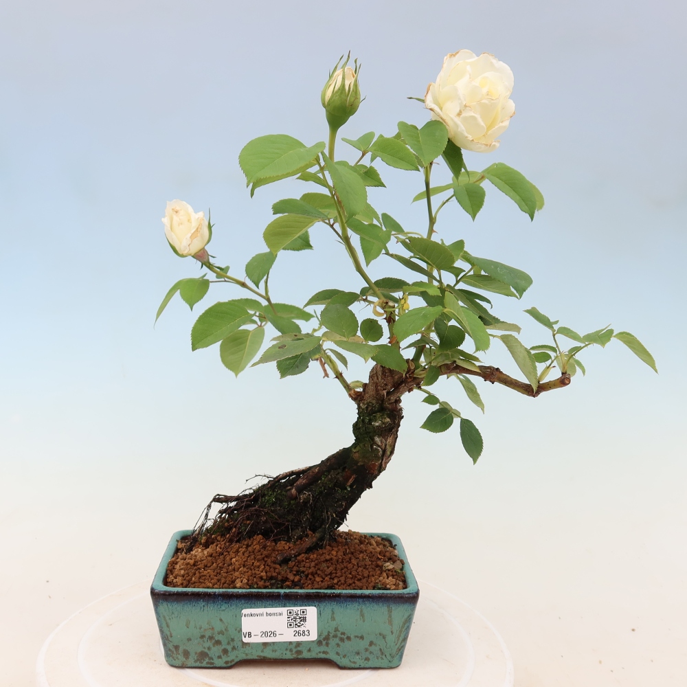Outdoor Bonsai - Rosa Kordes - Rose