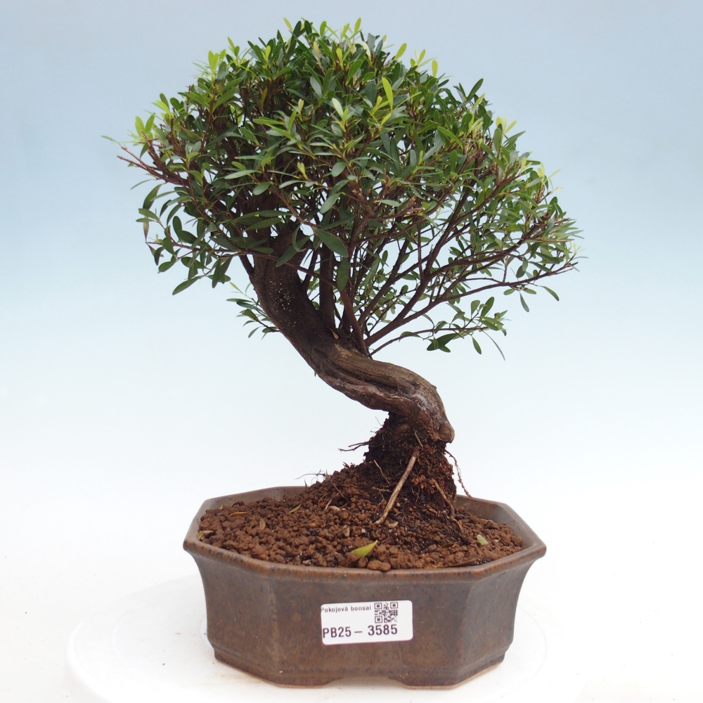Room bonsai - Syzygium - Pimento