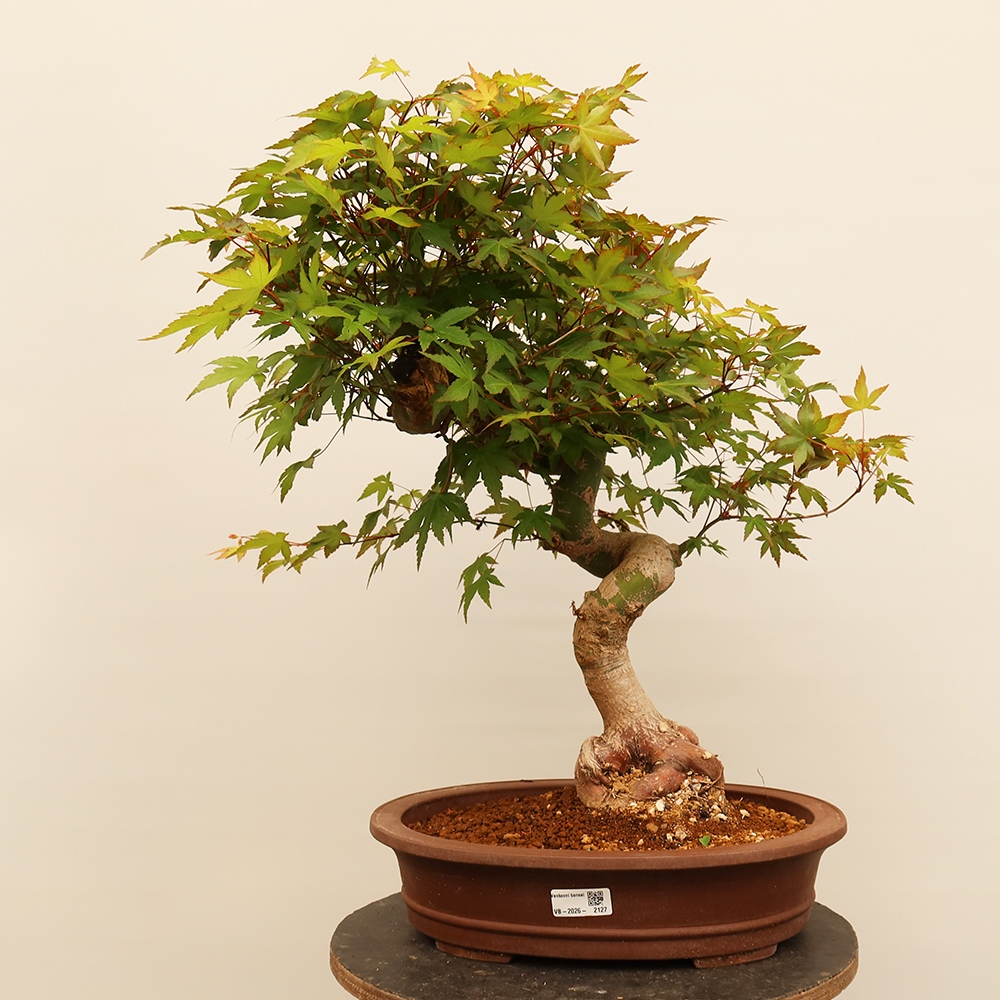 Outdoor bonsai - Maple palmatum - Palms