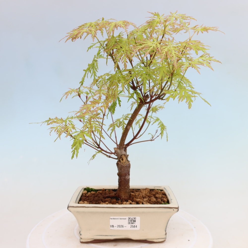 Outdoor Bonsai - Acer palmatum Dissectum - Japanese Maple 