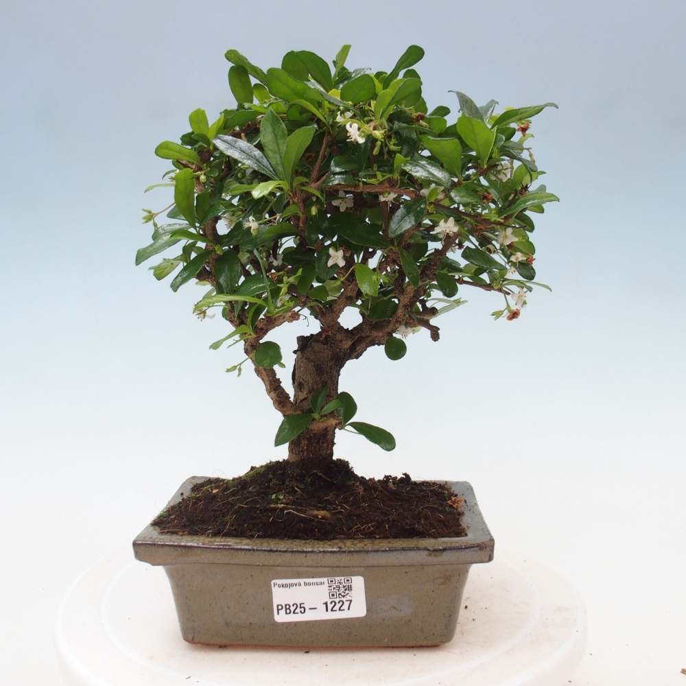 Indoor bonsai - Carmona macrophylla - Fuki tea