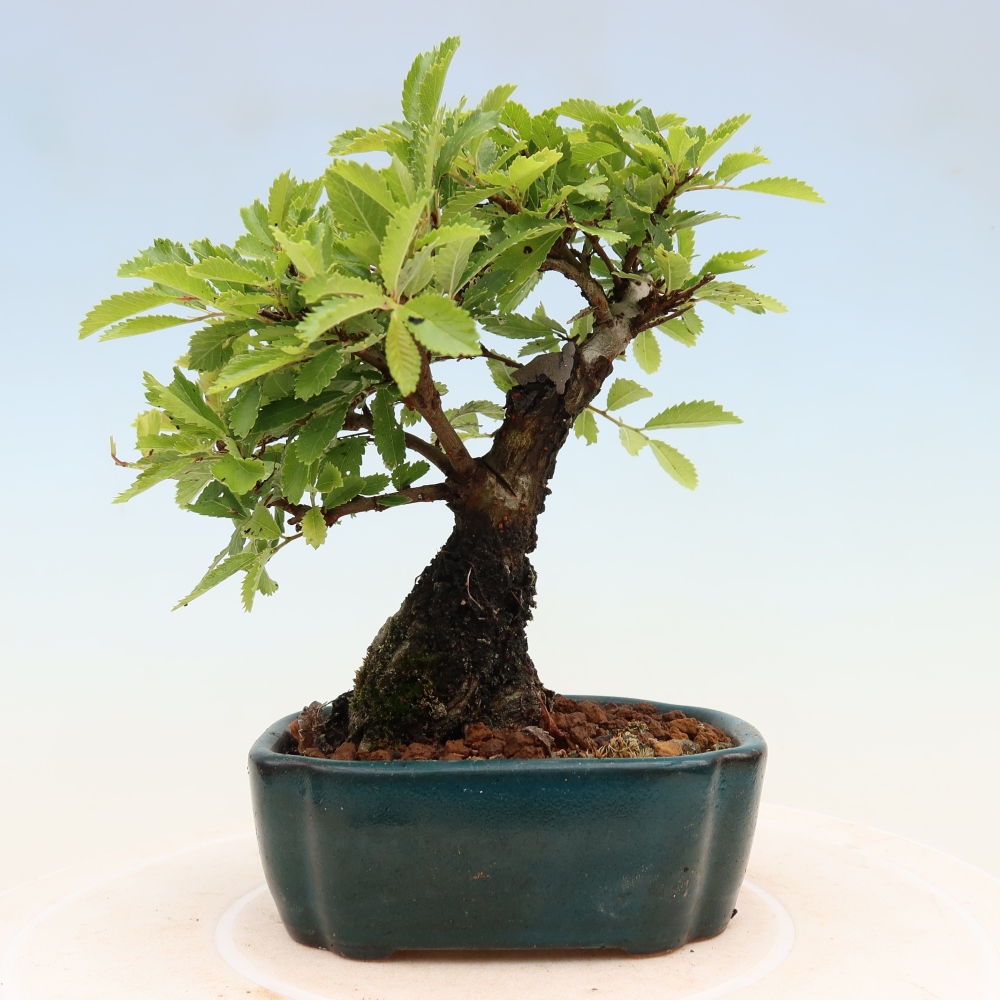 Outdoor bonsai - Zelkova - Zelkova NIRE