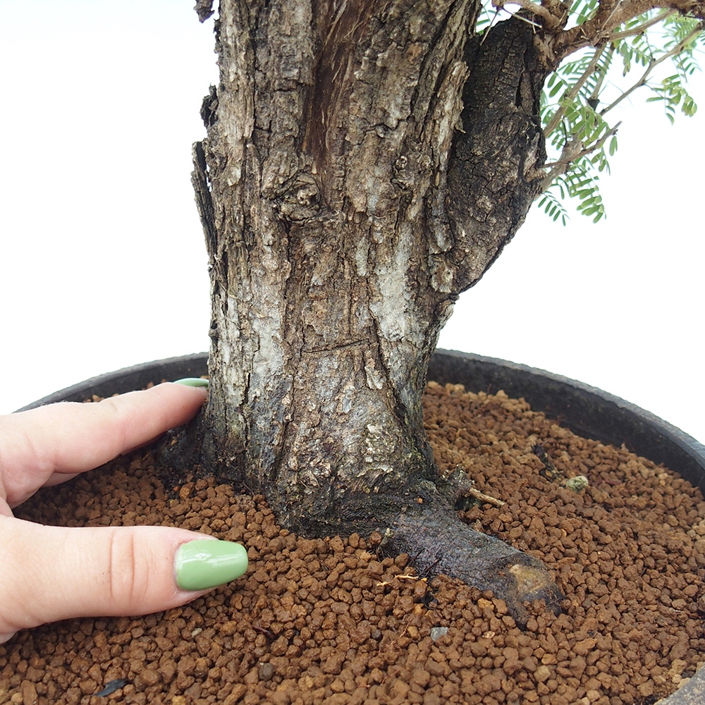 Indoor bonsai - Akacia Arabica