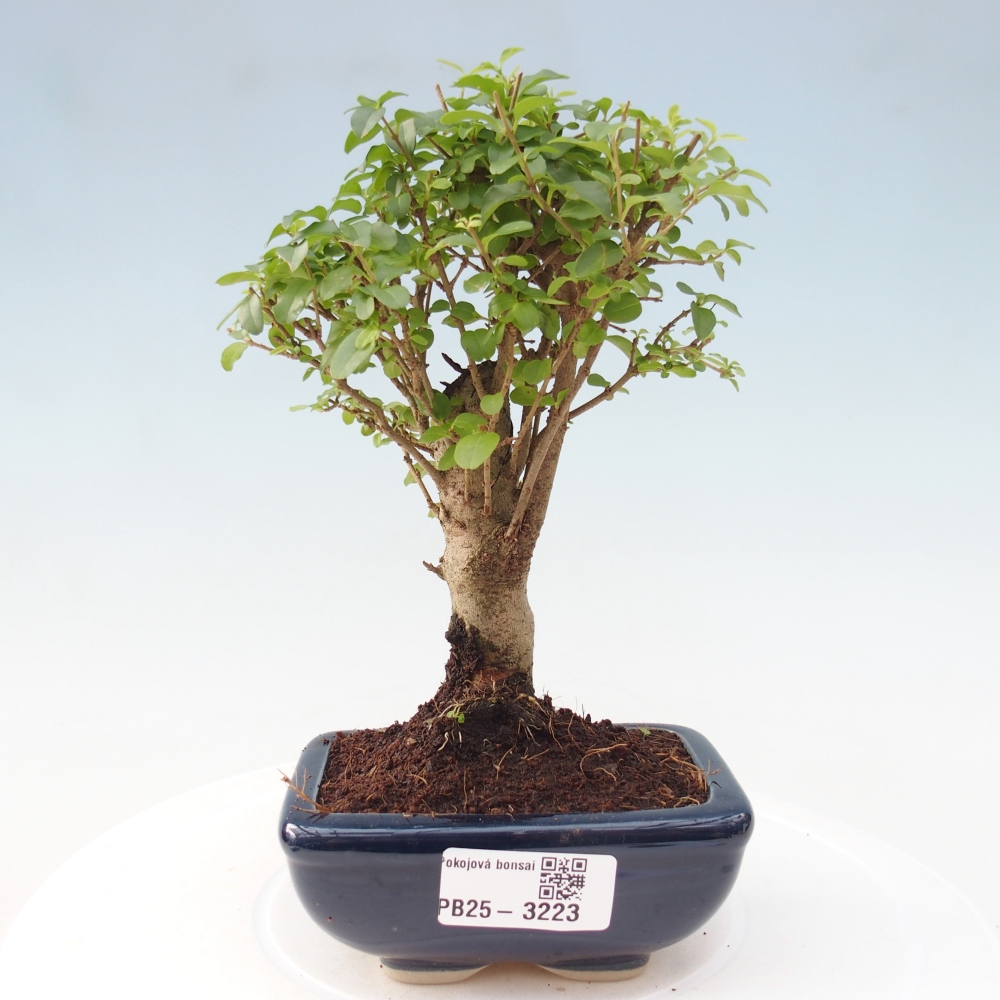 Room bonsai -Ligustrum chinensis - Birds Beak