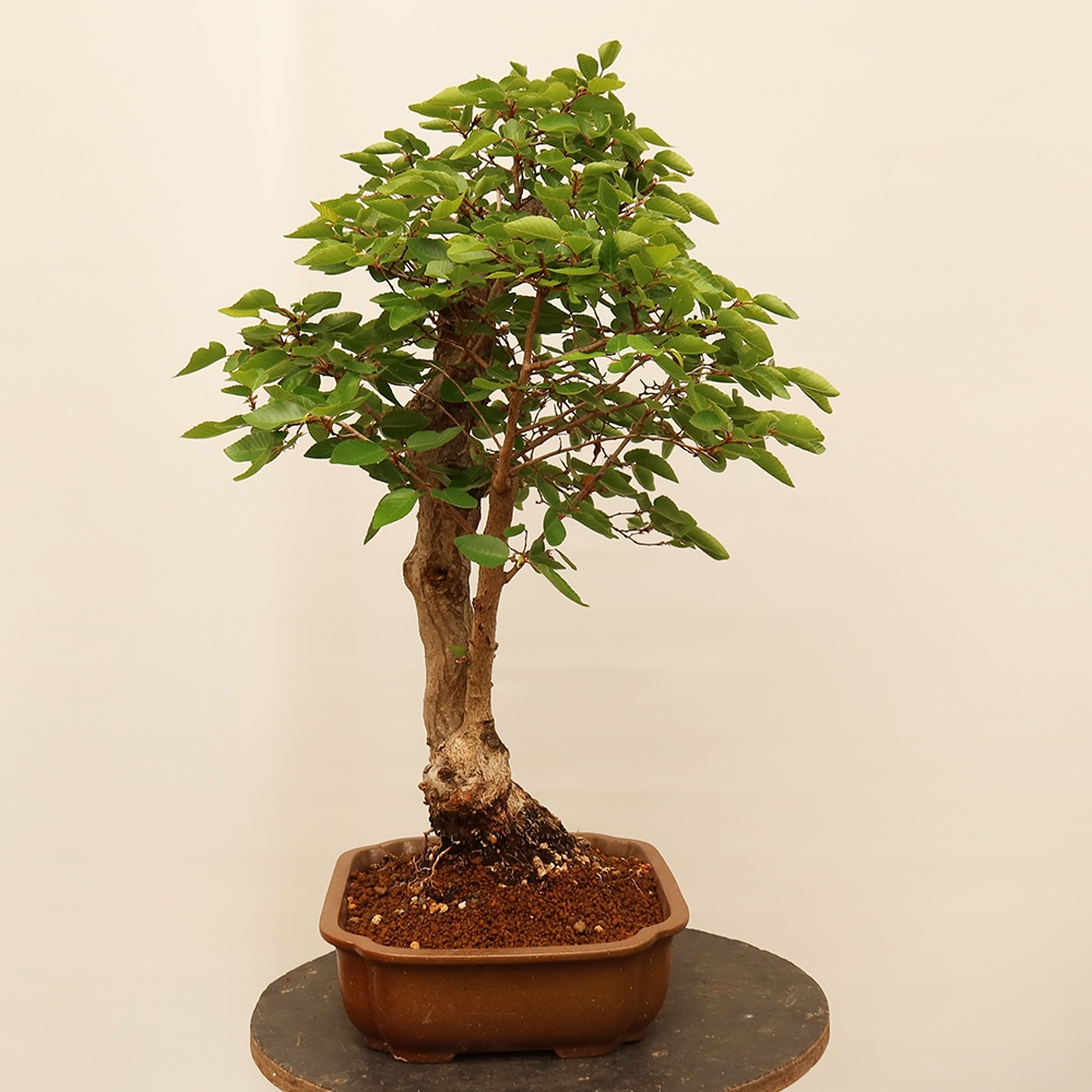 Outdoor bonsai - Carpinus Coreana - Korean hornbeam