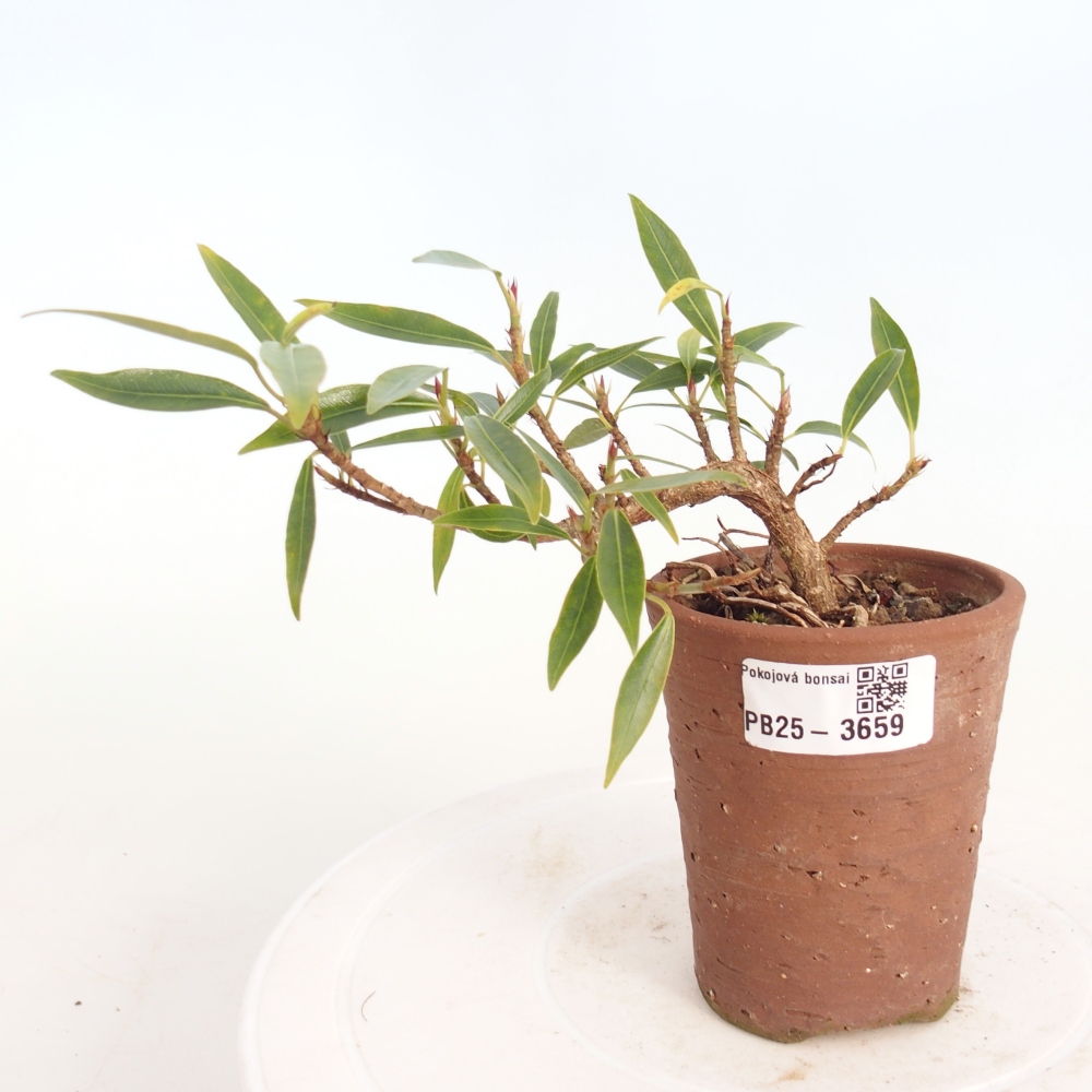 Room bonsai - Ficus nerifolia - small-leaved ficus