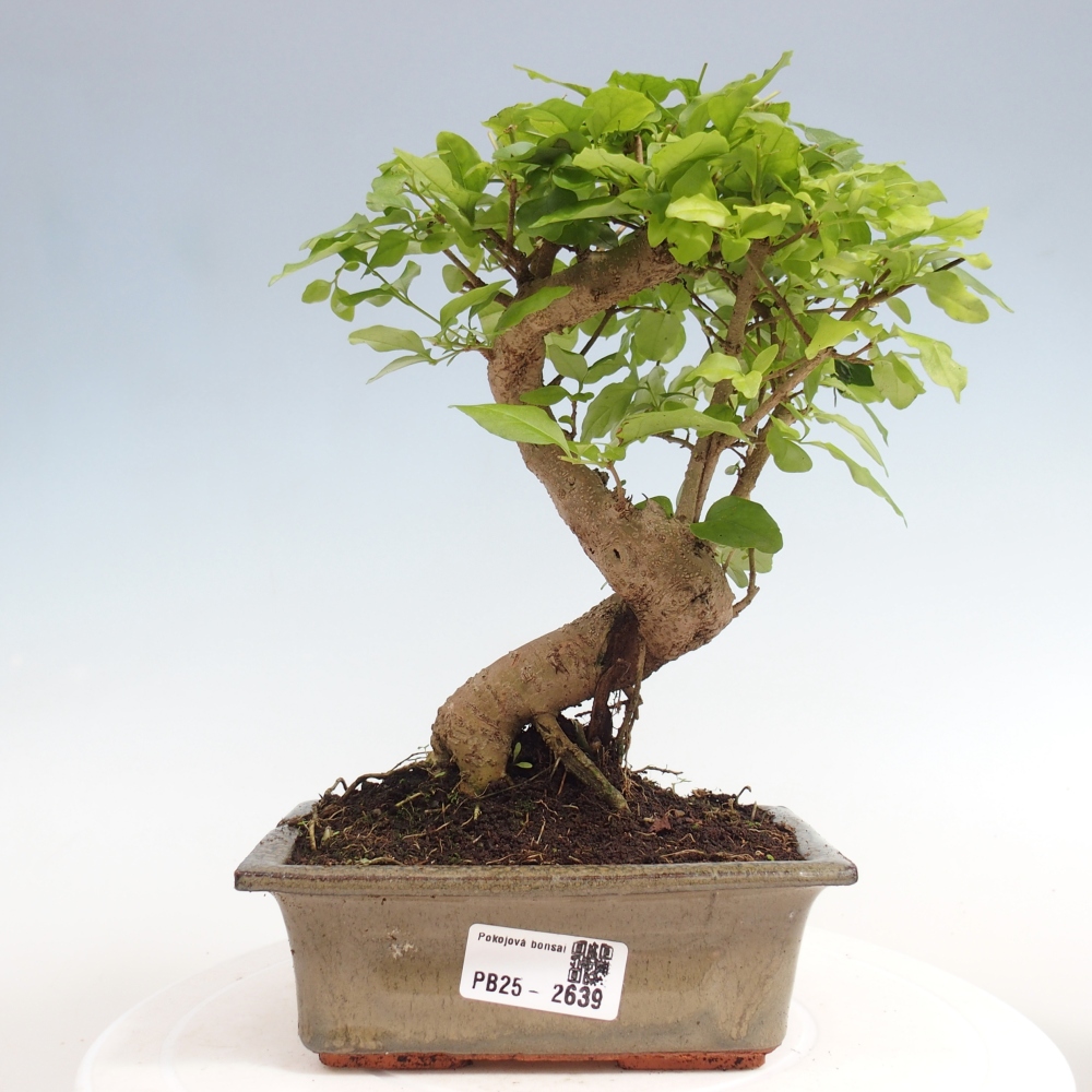 Indoor bonsai - Ligustrum chinensis - Bird's eye view