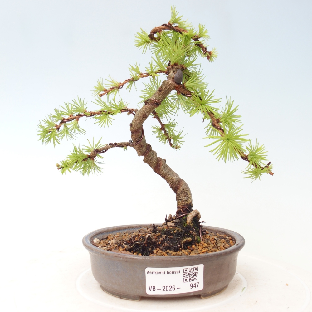 Outdoor bonsai - Larix Kaempferi - Japanese Larch