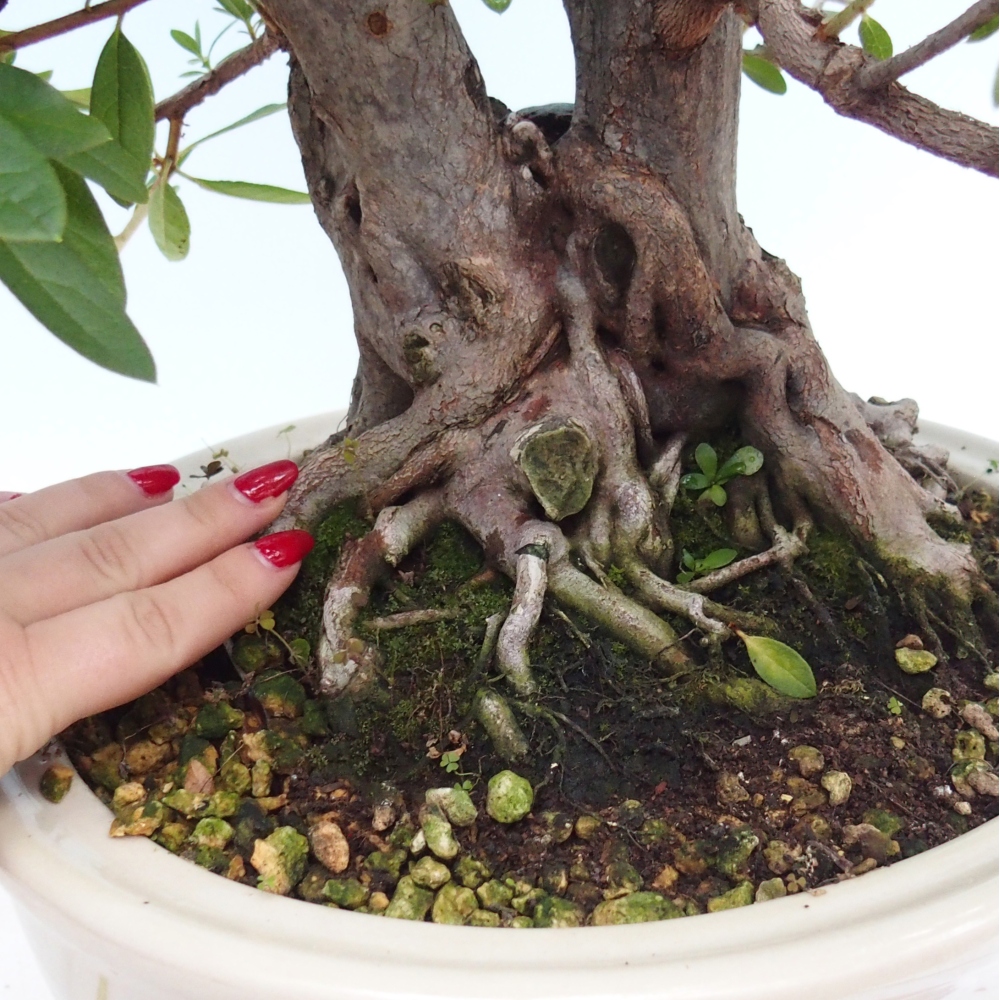 Room bonsai - Rhododendron simsii - Pennywort