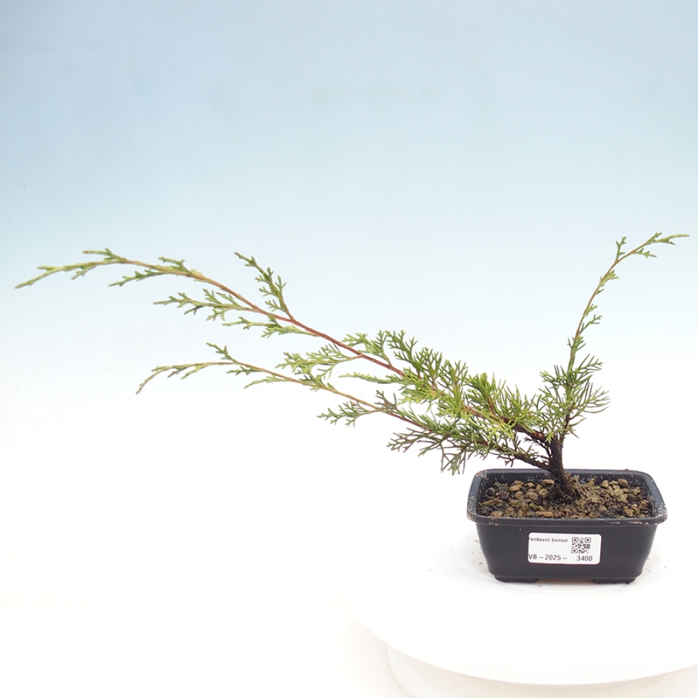 Outdoor bonsai - Juniperus chinensis Itoigawa - Chinese juniper
