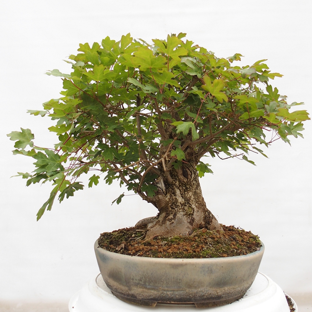 Outdoor bonsai - Baby maple - Acer campestre