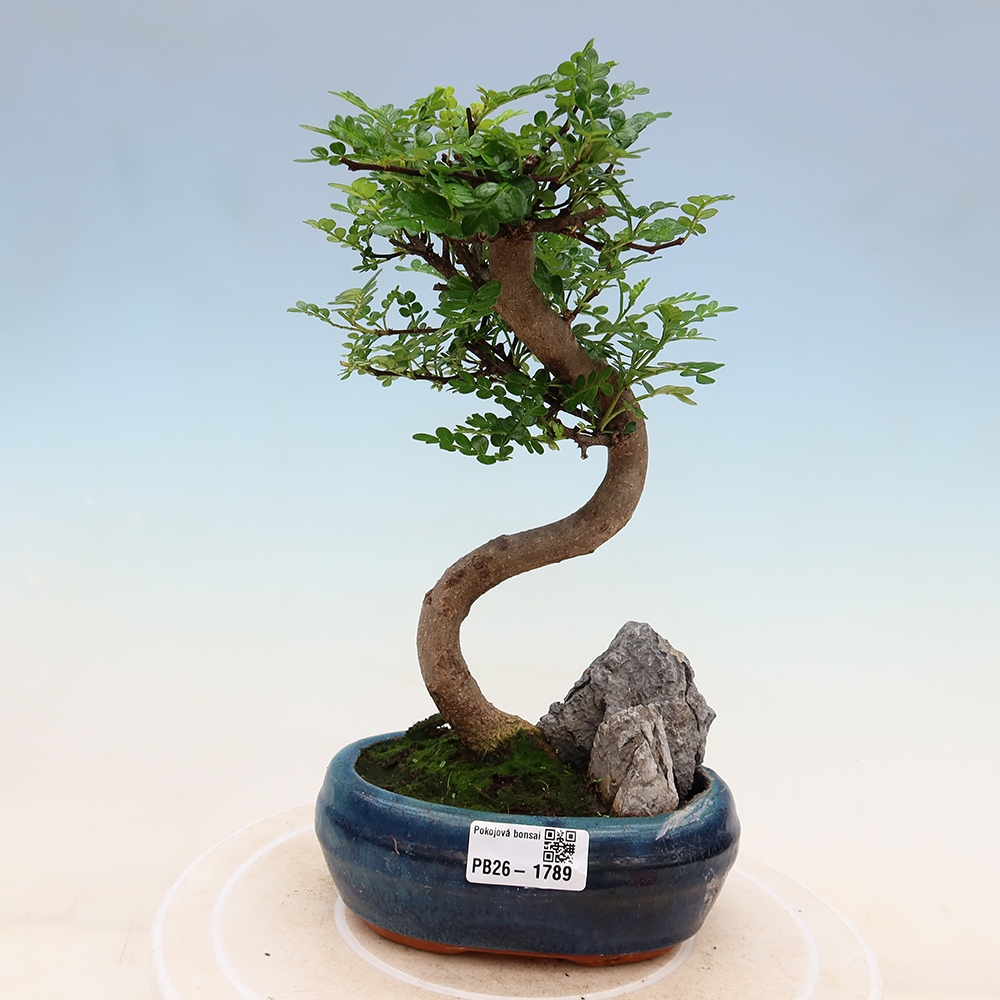 Room bonsai - Zantoxylum piperitum - pepper tree