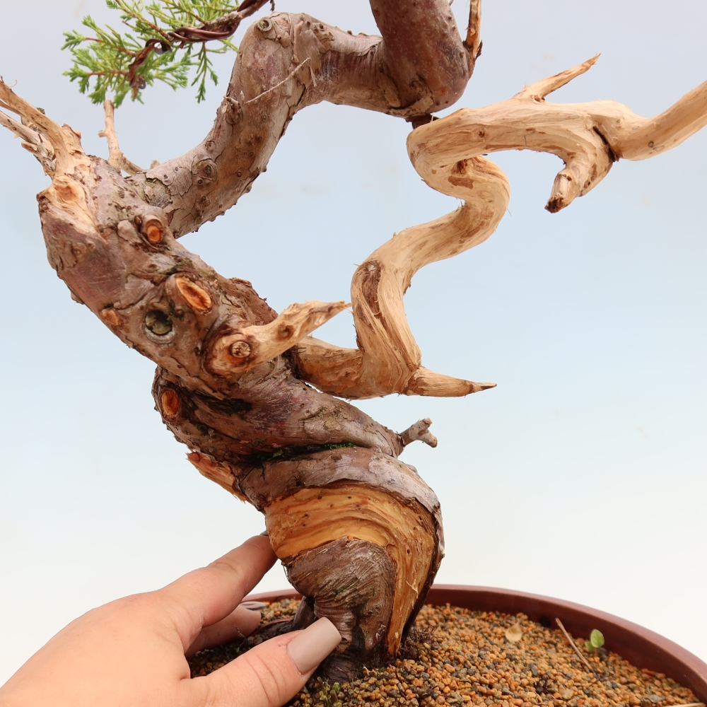 Outdoor Bonsai - Juniperus chinensis Itoigawa - Chinese Juniper