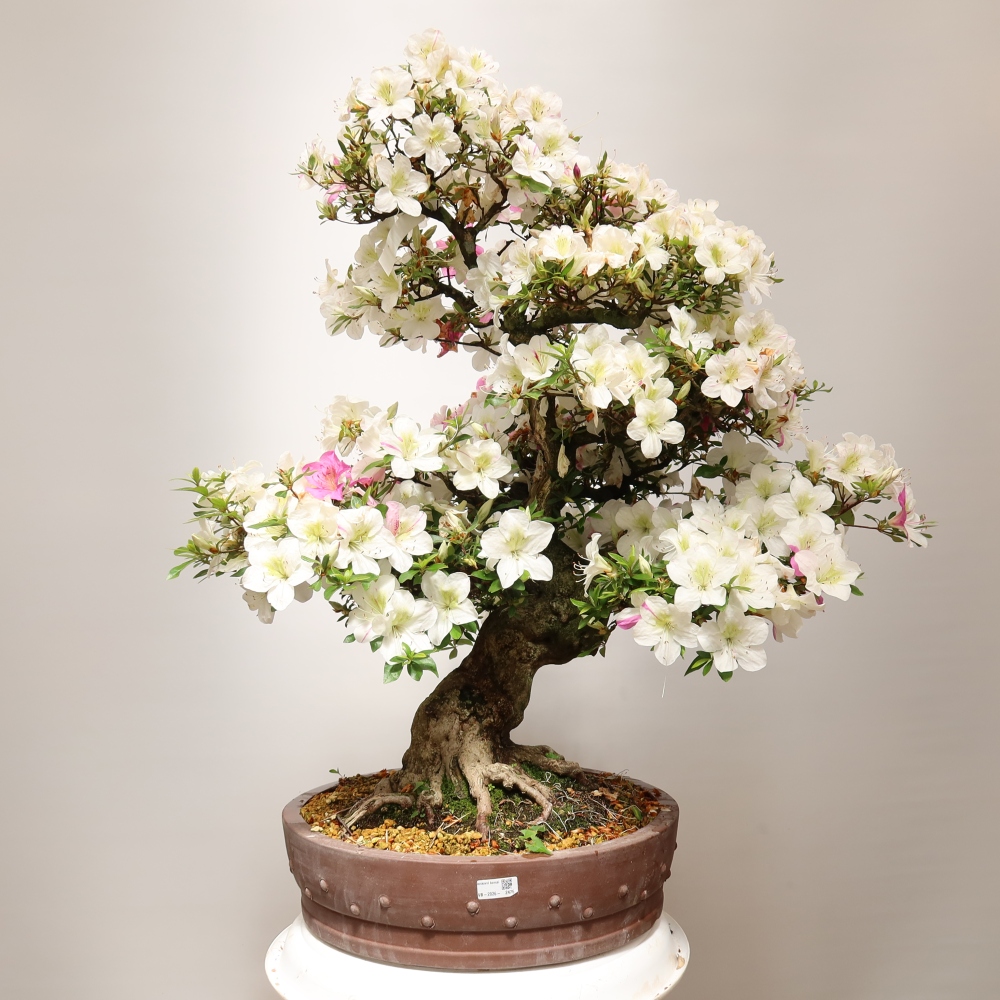 Outdoor Bonsai - Japanese Azalea - Azalea Kotobokietsu