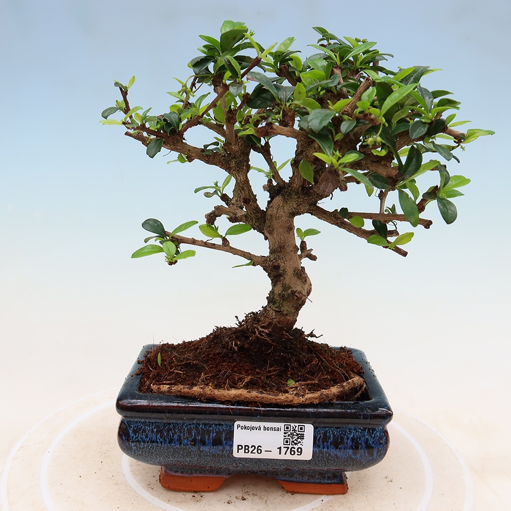 Room bonsai - Carmona macrophylla - Tea fuki