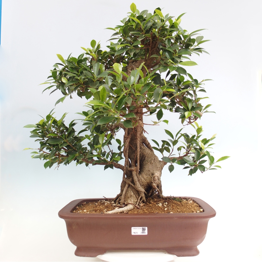 Room bonsai - Ficus kimmen - small-leaved ficus - PERSONAL COLLECTION ONLY or pallet transport