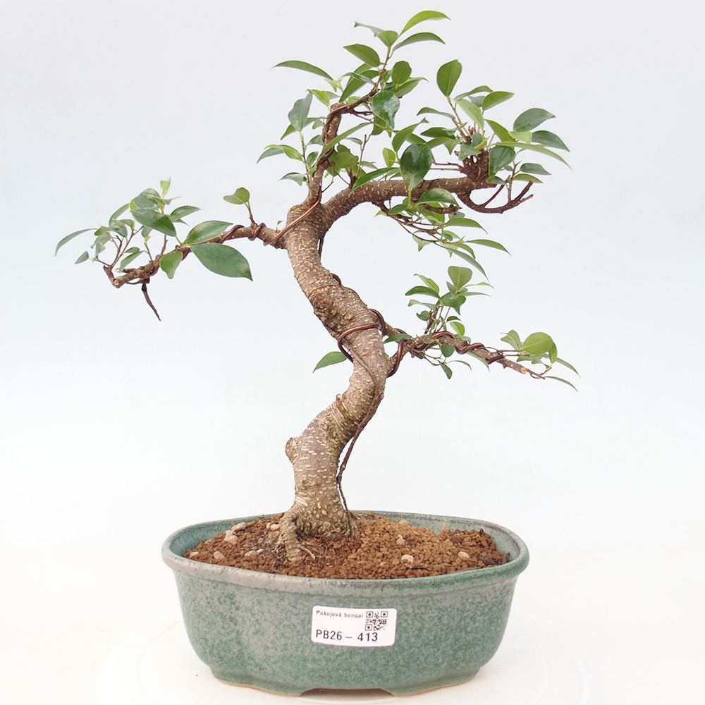 Room bonsai - Ficus retusa - small-leaved ficus