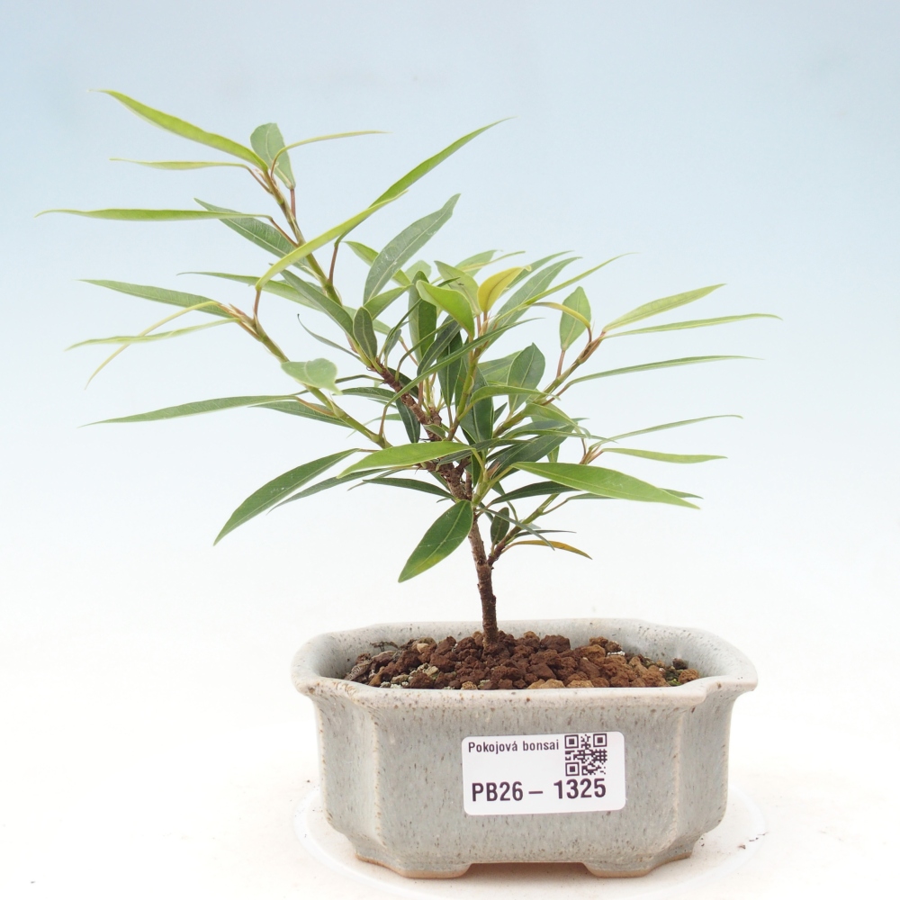 Room bonsai - Ficus nerifolia - small-leaved ficus