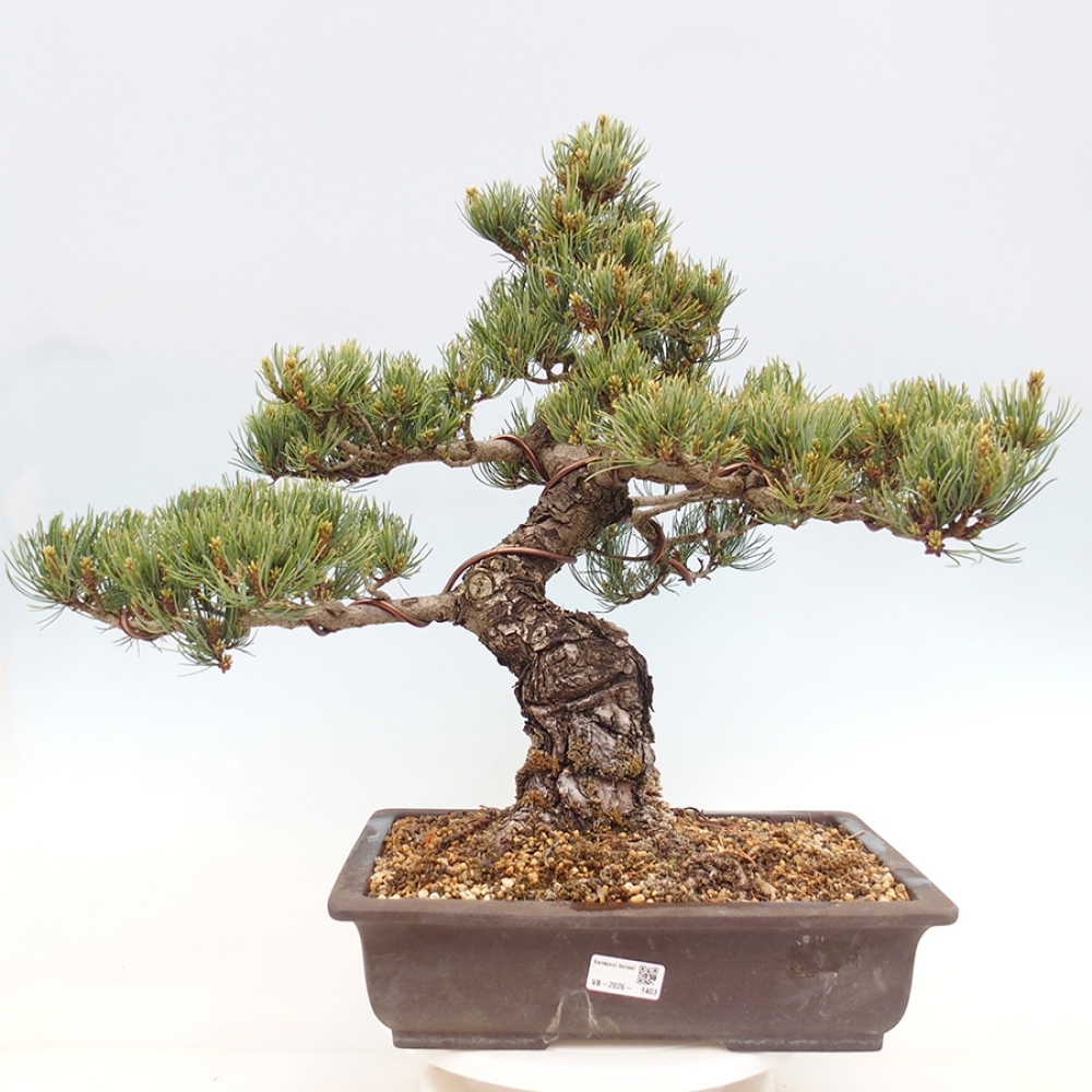 Outdoor bonsai - Pinus parviflora - Pinus parviflora