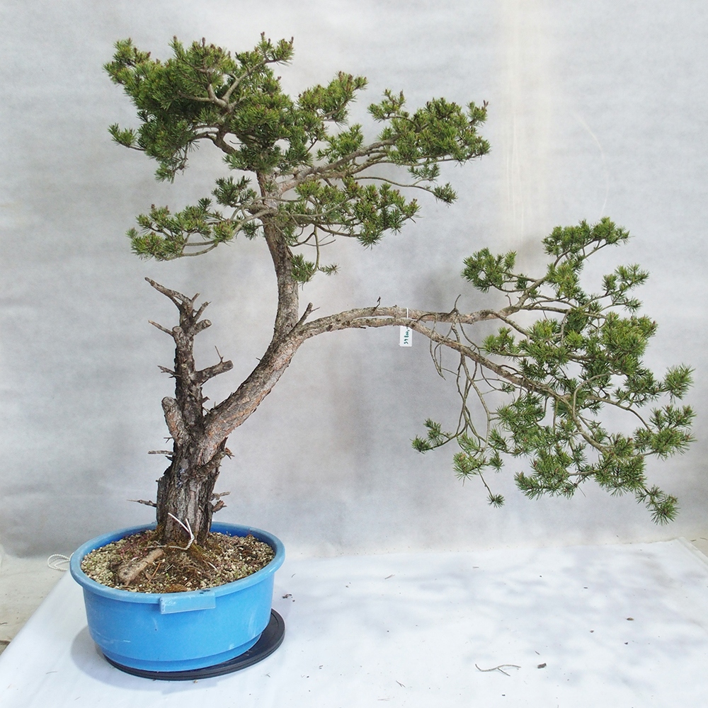 Yamadori - Pinus sylvestris 