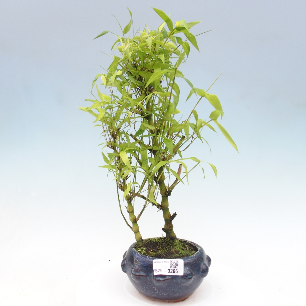 Room bonsai - Bamboo budha-Bamboo budha belly