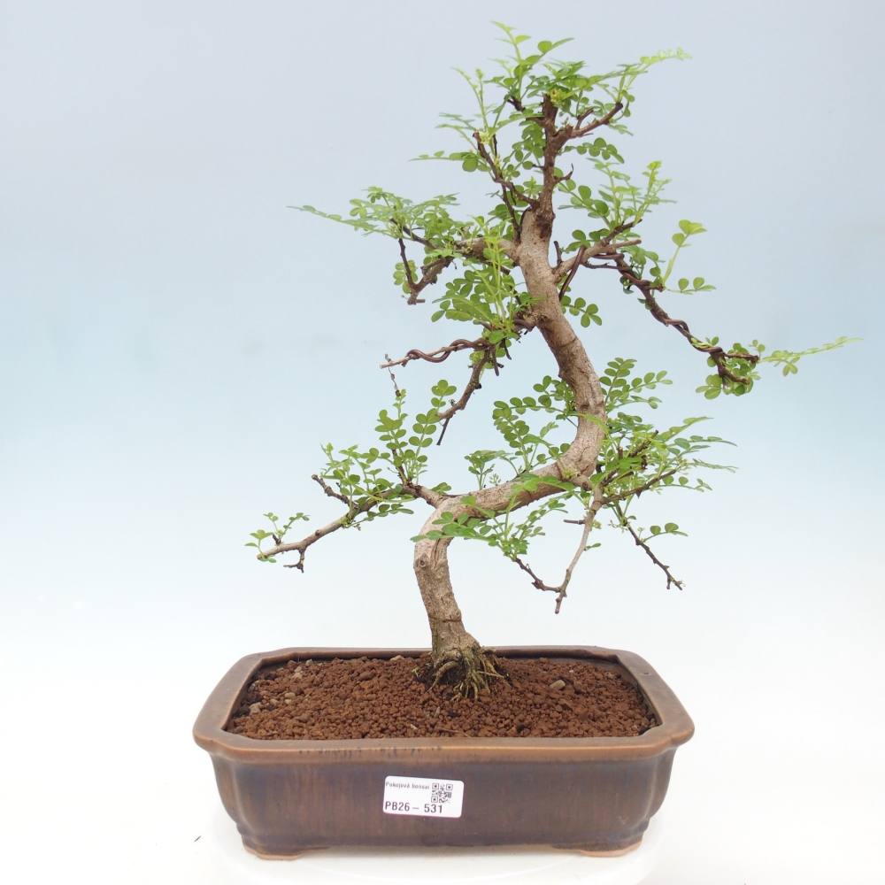 Room bonsai - Zantoxylum piperitum - pepper tree