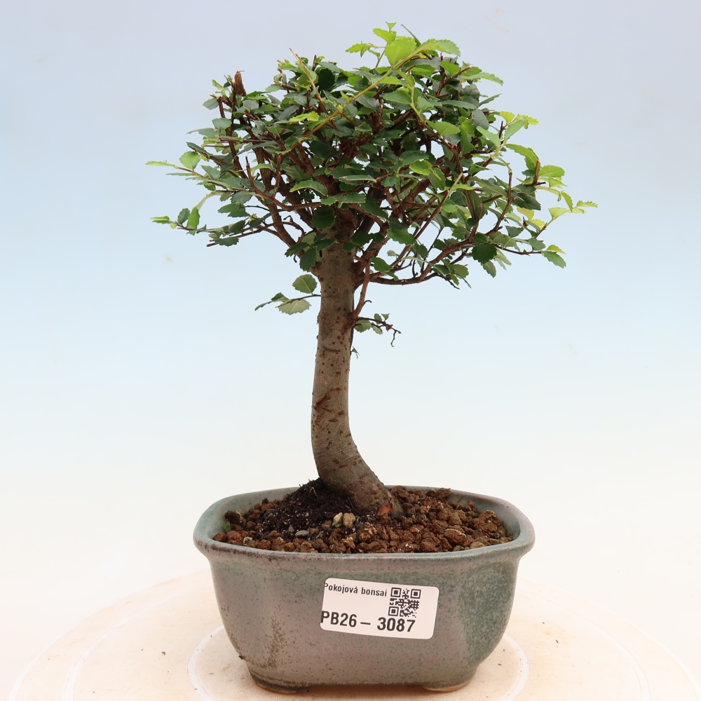 Room bonsai - Ulmus parvifolia - Small-leaved elm