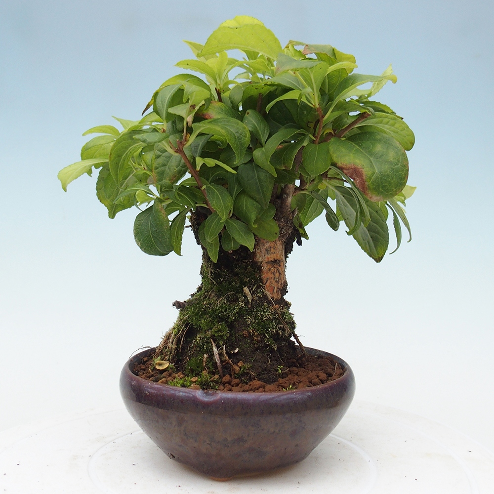 Outdoor bonsai - Celastrus Jesenec