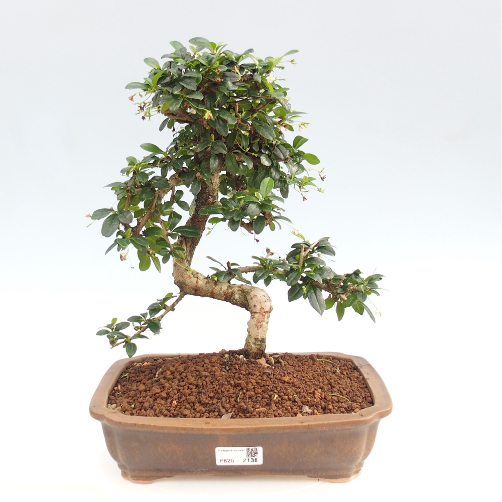 Room bonsai - Carmona macrophylla - Tea fuki