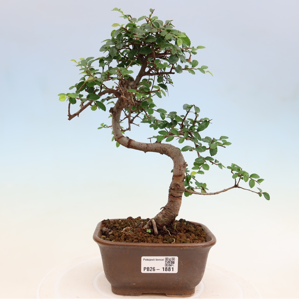 Room bonsai - Ulmus parvifolia - Small-leaved elm