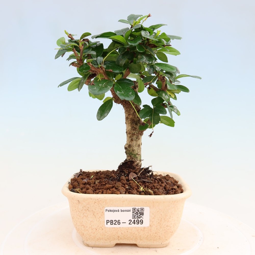 Room bonsai - Carmona macrophylla - Tea fuki