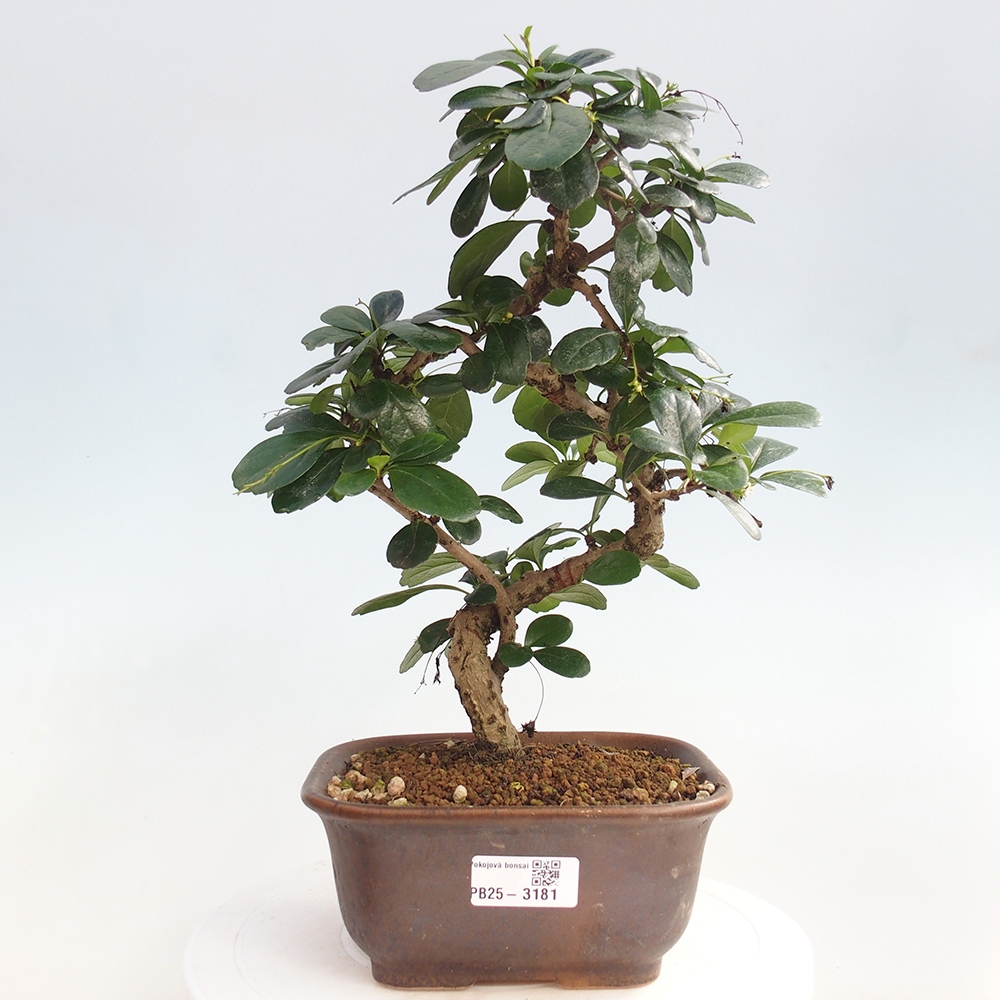 Room bonsai - Carmona macrophylla - Tea fuki