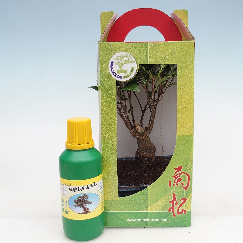 Room bonsai in gift box Ficus retusa - Small-leaved ficus