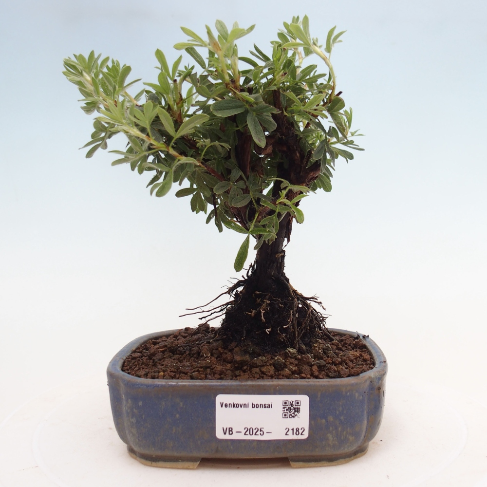 Outdoor bonsai-Cinquefoil - Potentila fruticosa yellow Bird