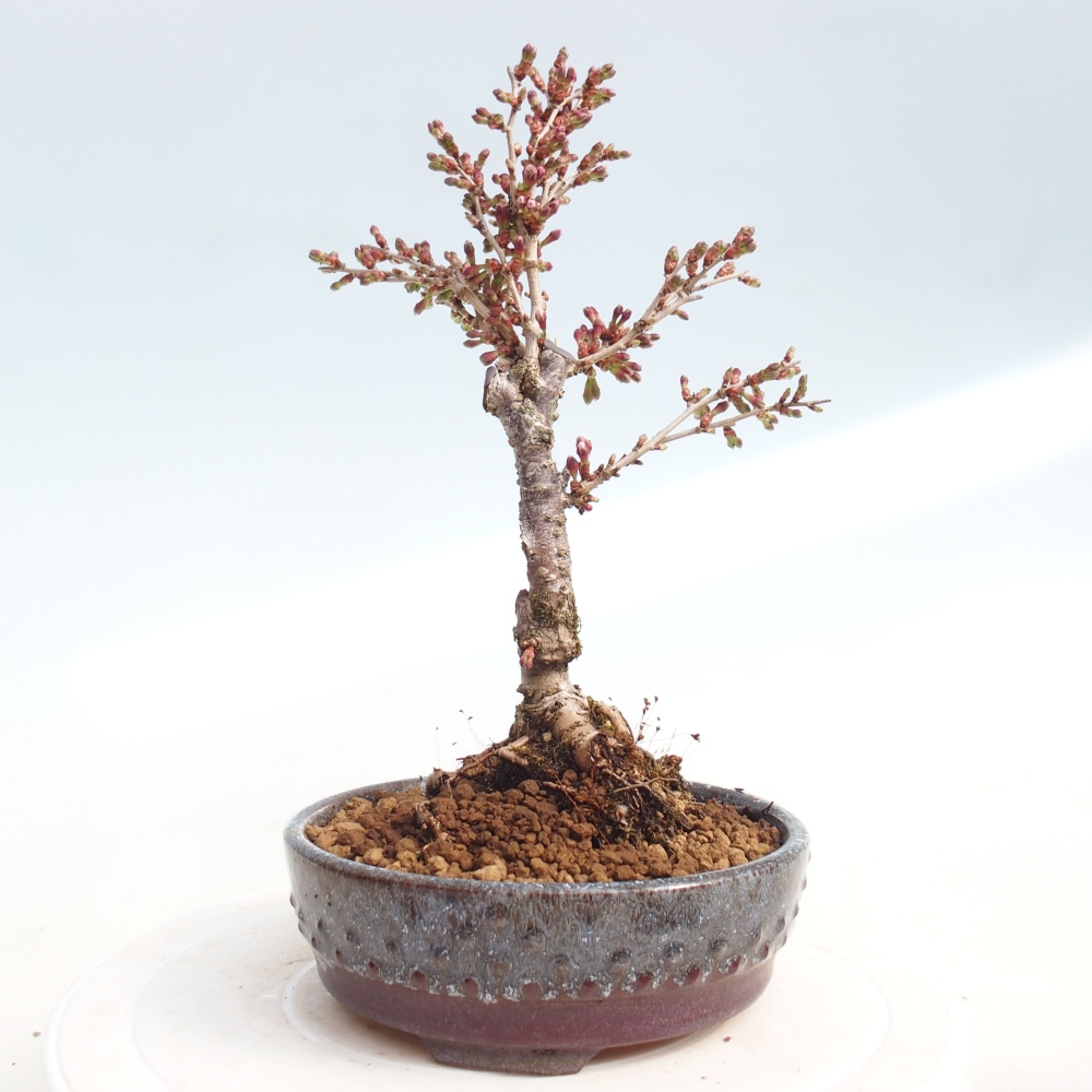 Outdoor bonsai - Prunus incisa Kojou-no mai-Plivon cut out