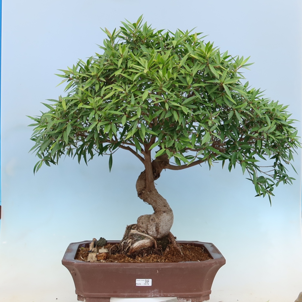 Room bonsai - Ficus nerifolia - small-leaved ficus