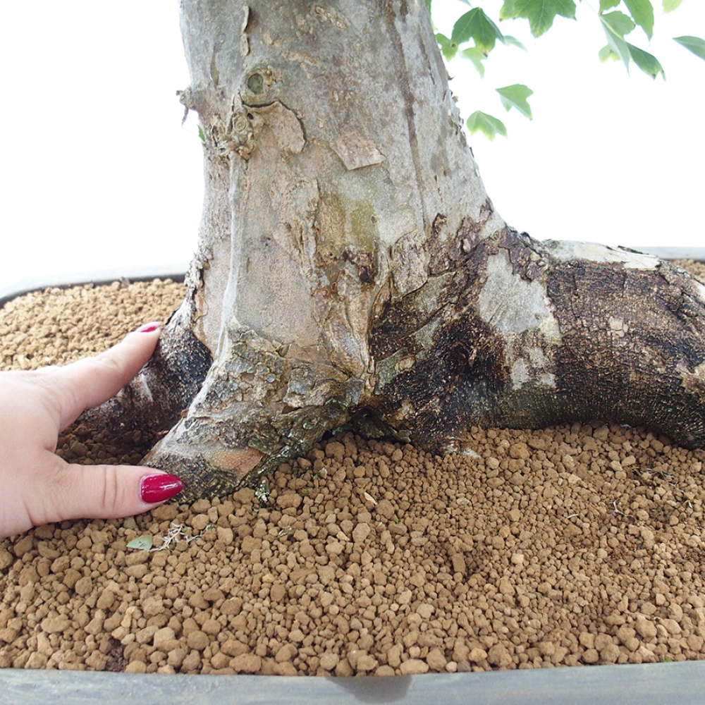 Outdoor bonsai - Maple Buergerianum - Burger Maple