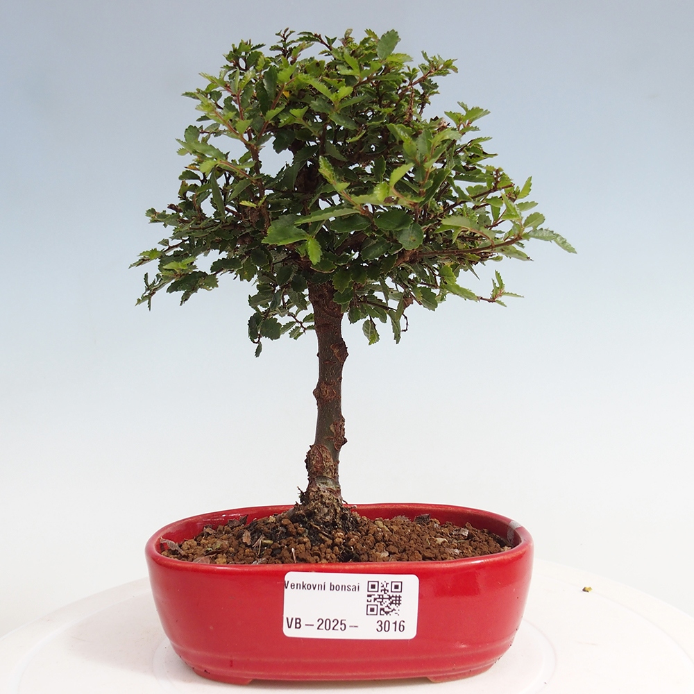 Outdoor bonsai - Ulmus parvifolia Sagei - Small-leaved elm