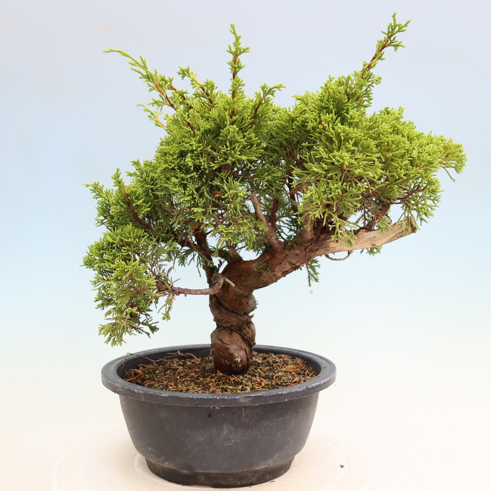 Outdoor Bonsai - Juniperus chinensis Itoigawa - Chinese Juniper