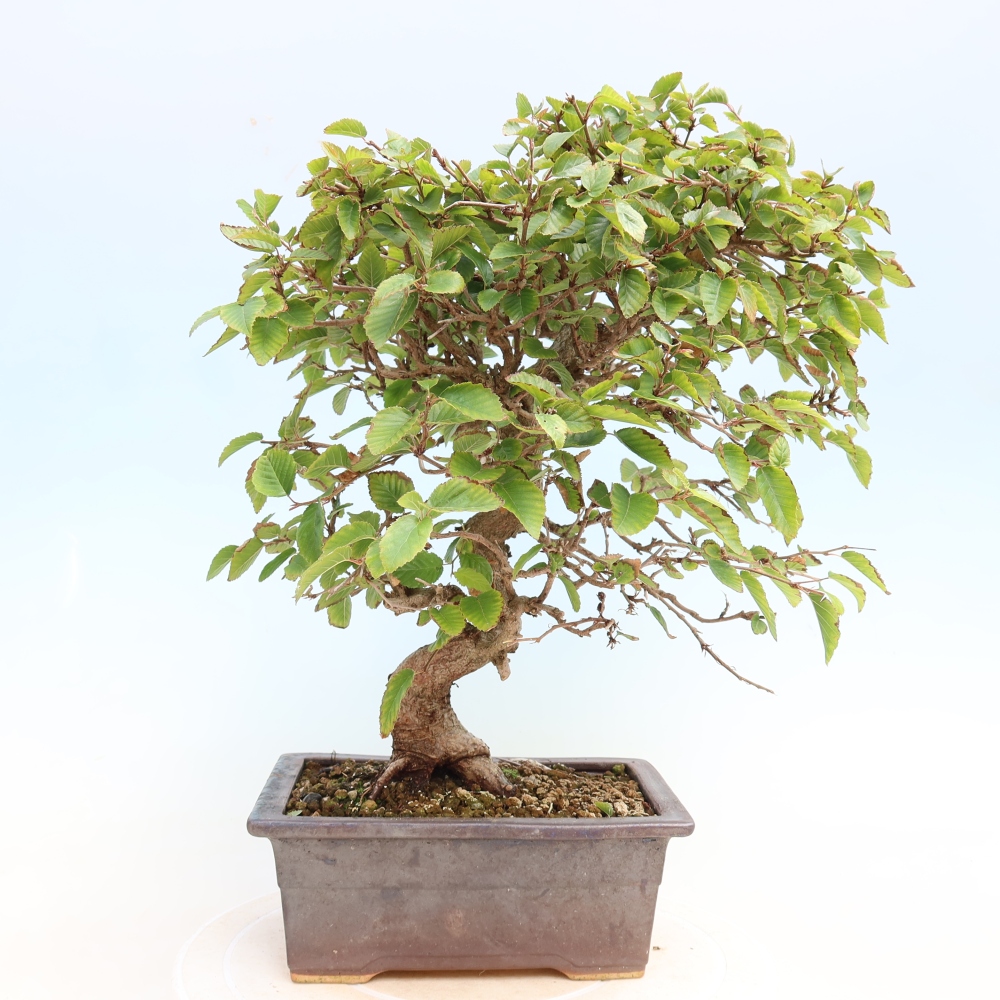 Outdoor bonsai -Carpinus CARPINOIDES - Korean Hornbeam