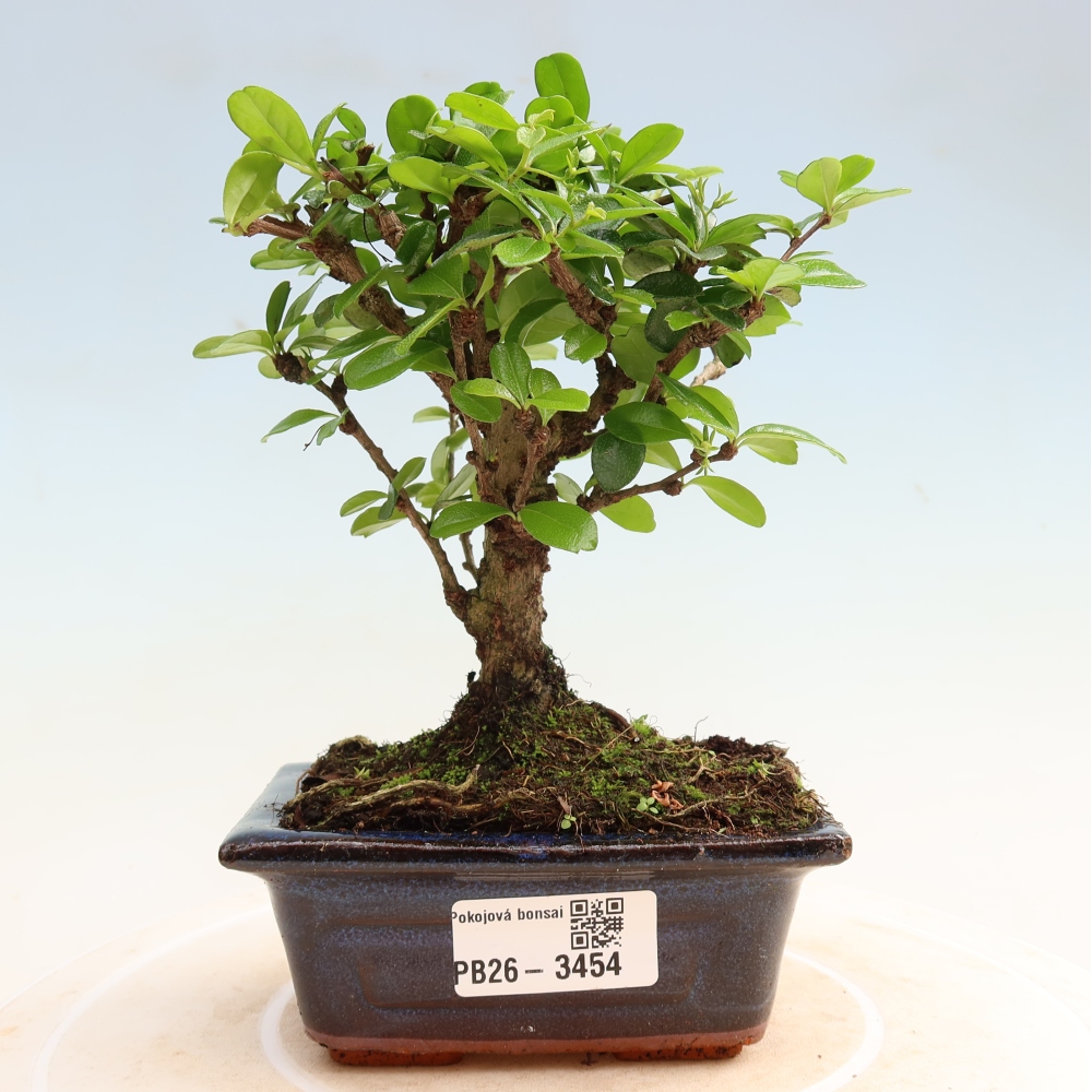 Room bonsai - Carmona macrophylla - Tea fuki