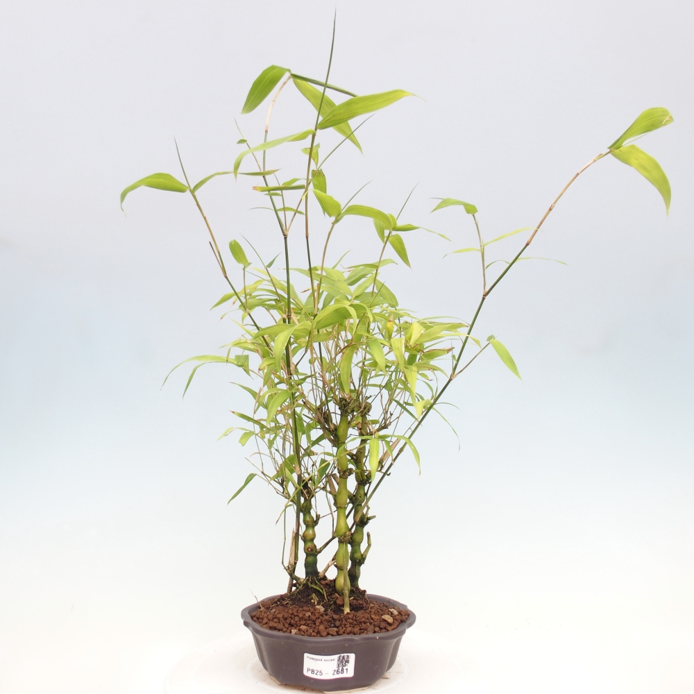 Indoor bonsai - Bamboo Buddha-Bamboo Buddha's belly