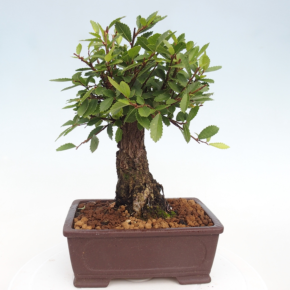 Outdoor bonsai - Zelkova - Zelkova NIRE