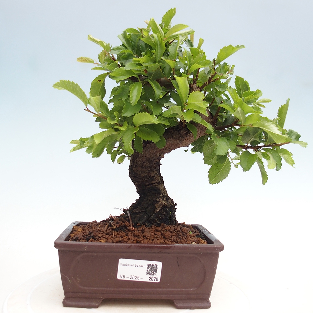 Outdoor bonsai - Zelkova - Zelkova NIRE