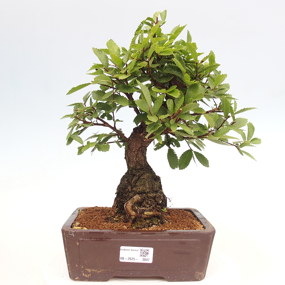 Outdoor bonsai - Zelkova - Zelkova serrata