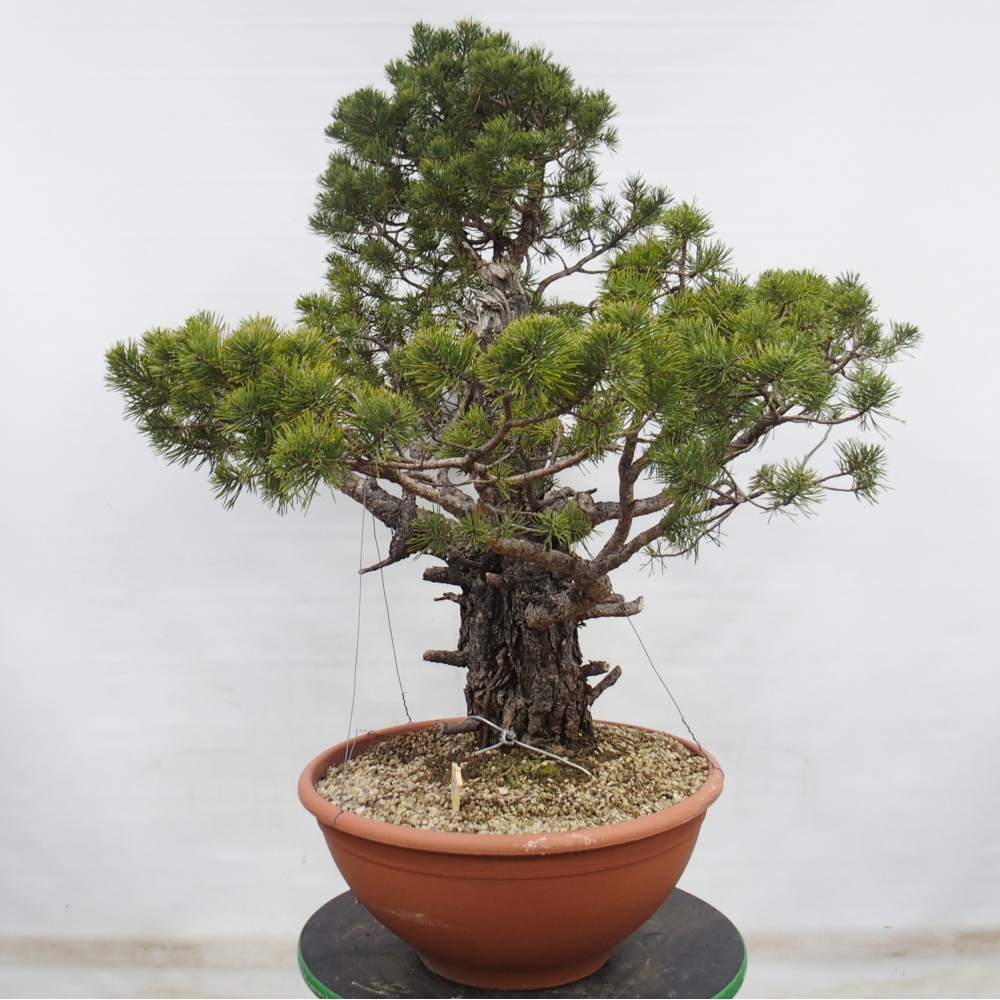 Yamadori - Pinus sylvestris Spain