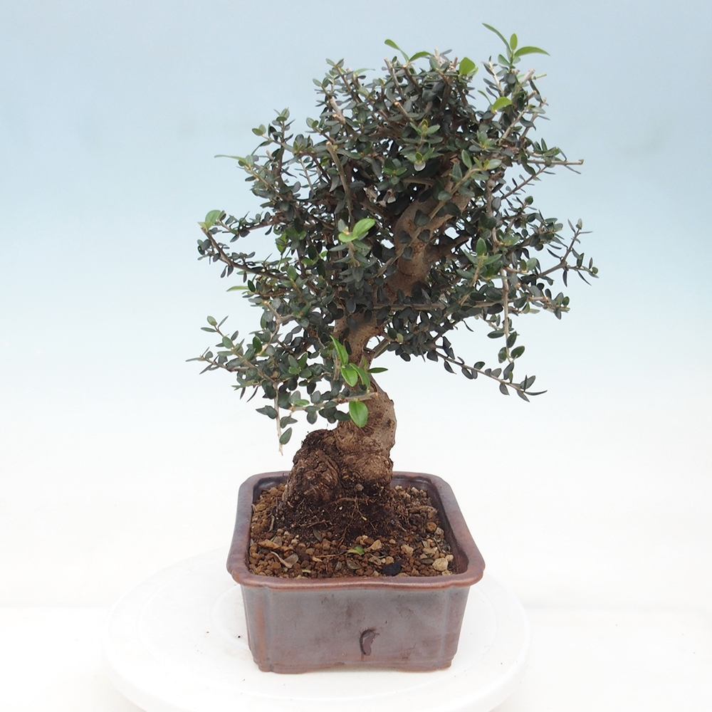 Indoor bonsai - Olea europaea sylvestris