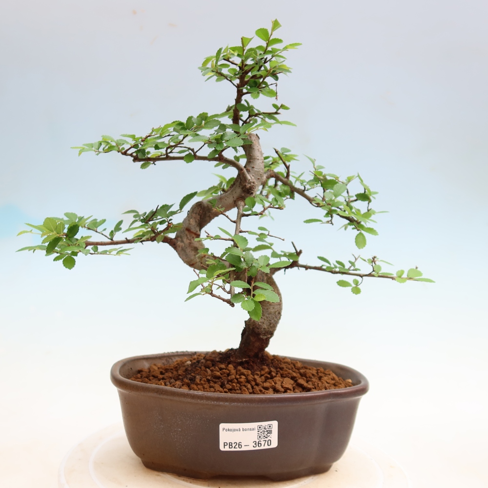 Room bonsai - Ulmus parvifolia - Small-leaved elm