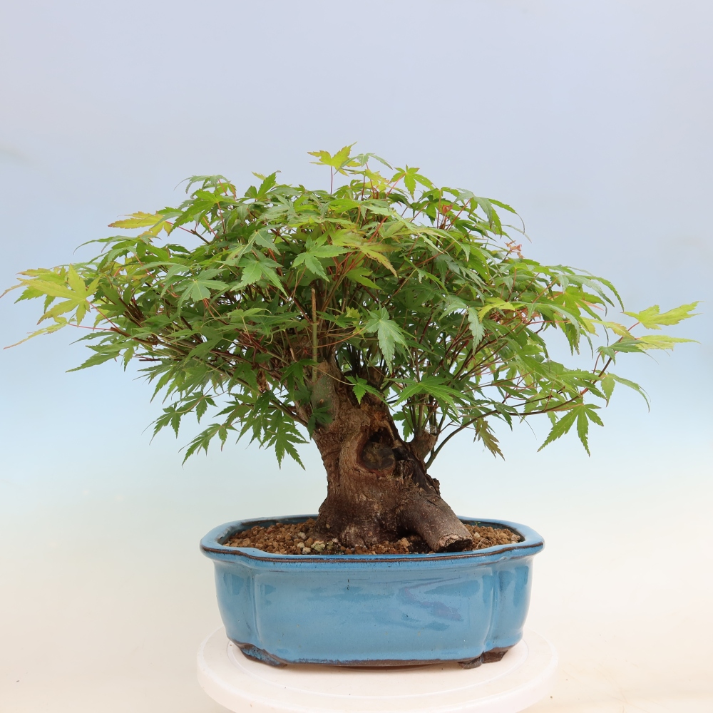 Outdoor bonsai - Maple Burger - Acer Burgerianum